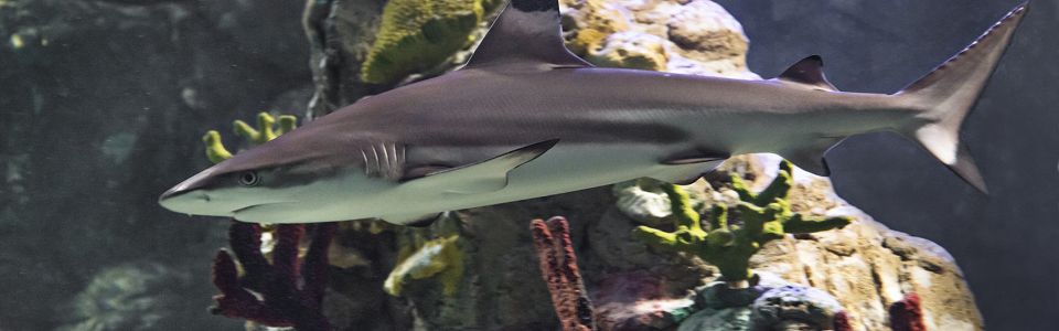 Shark at the Sea Life Aquarium in Auburn Hills, MI